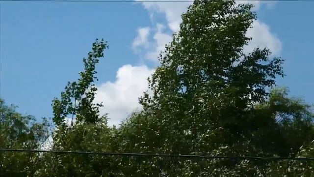 Футаж ветер смотреть онлайн