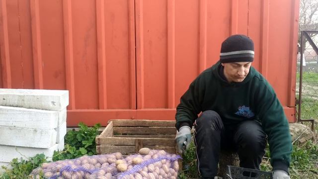 Надо ли резать посадочный картофель? Влияние на урожай. смотреть онлайн