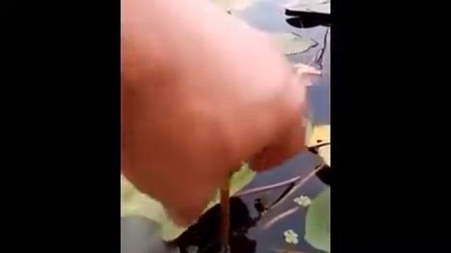 Чудо Альф-практик смотреть онлайн