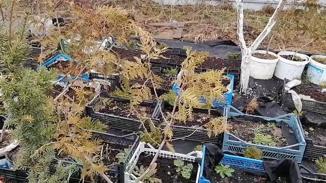 Прививка хвойных растений. смотреть онлайн