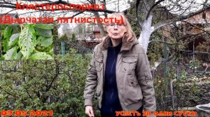 09.05.2021 Болезни вишни (самые опасные) симптомы, профилактика. Это помогло мне сохранить вишни.