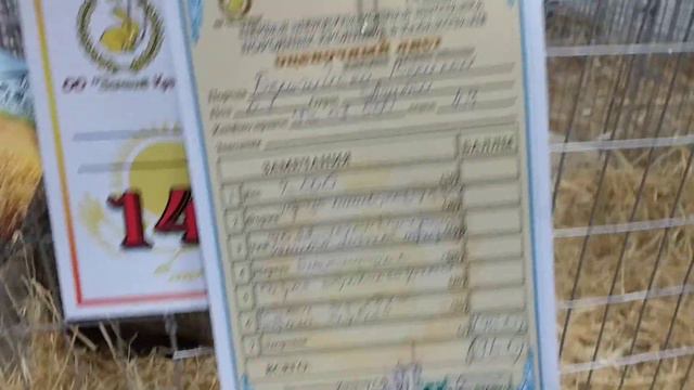 Первая выставка в Казахстане г Шымкент смотреть онлайн