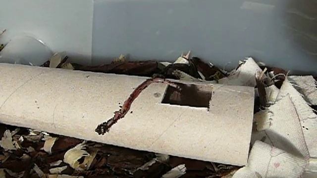 Мышонок (Землеройка) и дождевой червяк смотреть онлайн