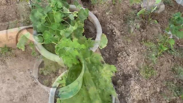 Томаты после сильного ветра???.Мирабилис, высадила рассаду в открытый грунт???, тыквы ??? смотреть онлайн