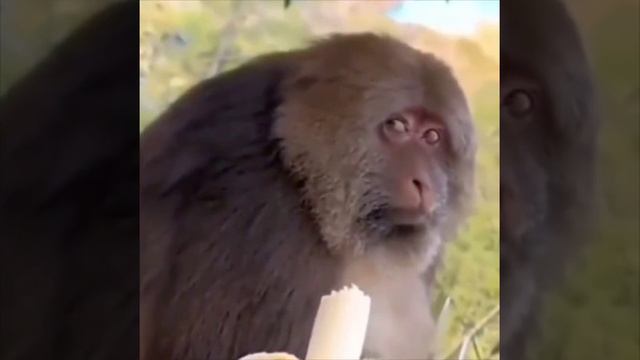 Утомленный солнцем. смотреть онлайн