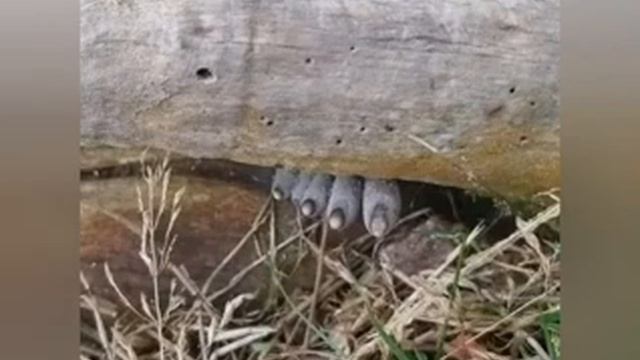 Dead man toes Fungus смотреть онлайн
