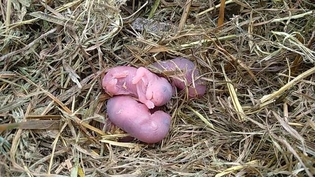 Новорожденные мышата смотреть онлайн