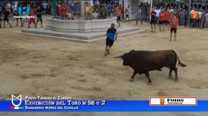 Испанские Быки в Валенсии