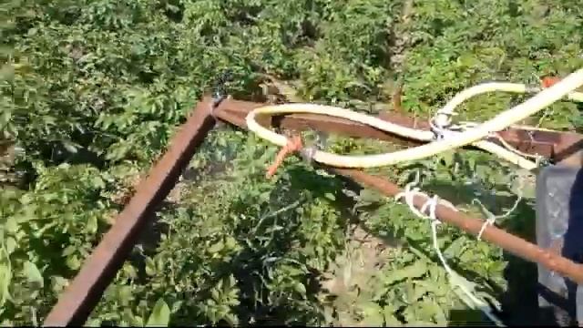 Травлю жука на бульбе минитрактором Катман XD35.4 смотреть онлайн