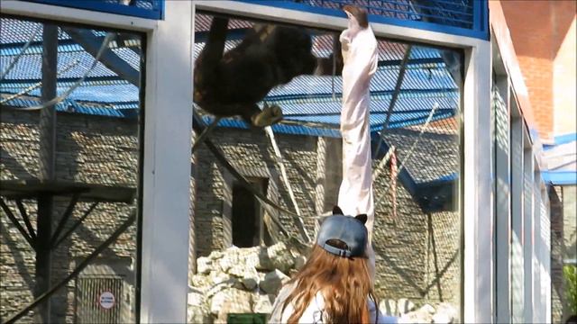 Орангутан Мишель добывает себе еду 24.08.2021 смотреть онлайн