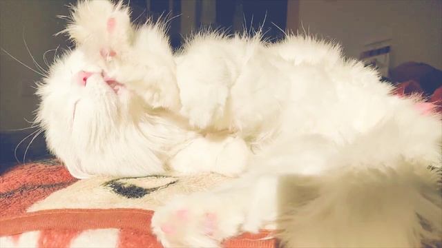 Ролик Котика