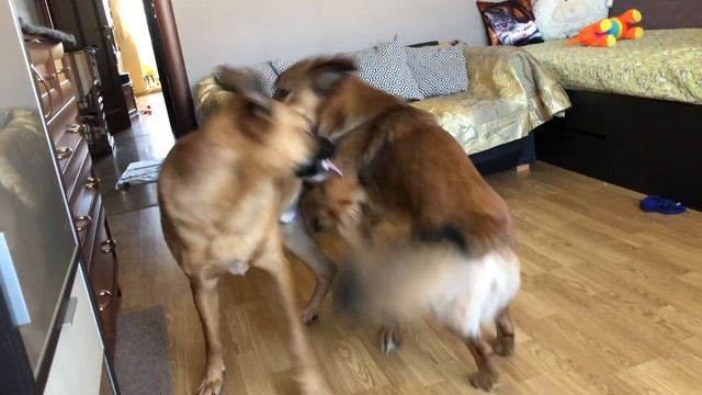 совещание во время работы на удаленке смотреть онлайн