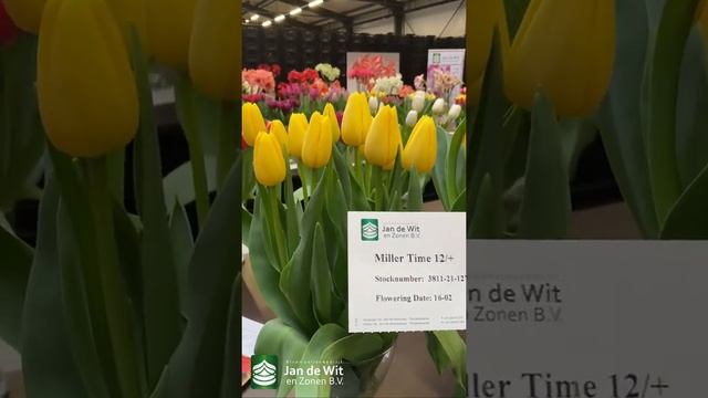 Tulips, Narcissi & Hyacinth In Their Most Beautiful Form