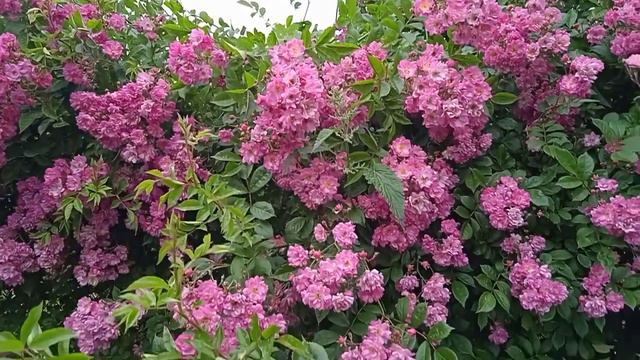 Деревенский дневник очень многодетной мамы. Опять просит деньги. смотреть онлайн