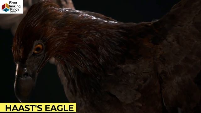 PHILIPPINE EAGLE VS GOLDEN EAGLE | TOP 5 LARGEST EAGLE