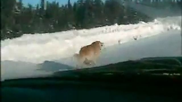 Souvenir MSC Montreal Subaru Club 2003