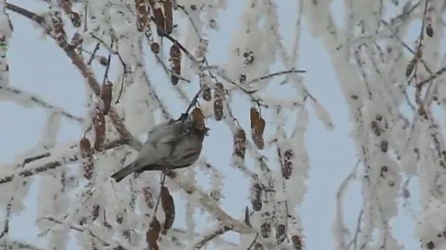 Birds of Kazakhstan. Acanthis flammea. смотреть онлайн