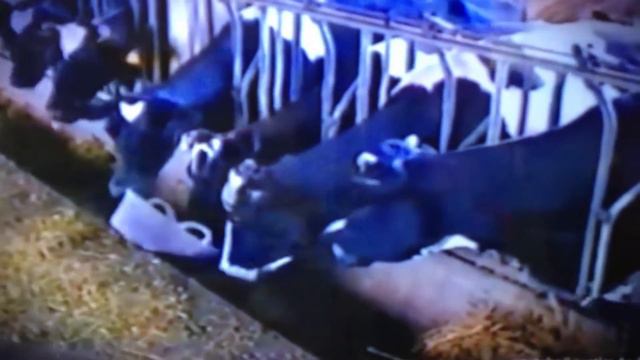Наши кормилицы. смотреть онлайн