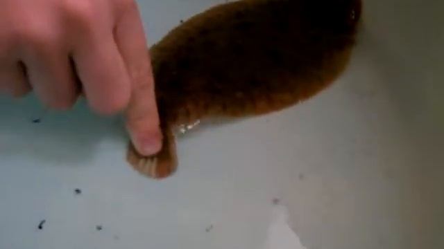 Черноморский Морской язык или Носатая солея. Sole. Sea Sole Sole Or Conky