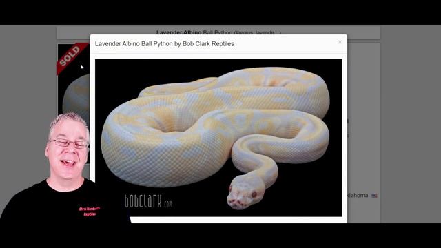The 'Dreamsicle' Ball Python! смотреть онлайн