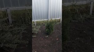 111. Туя шаровидная деление куста пересадка.