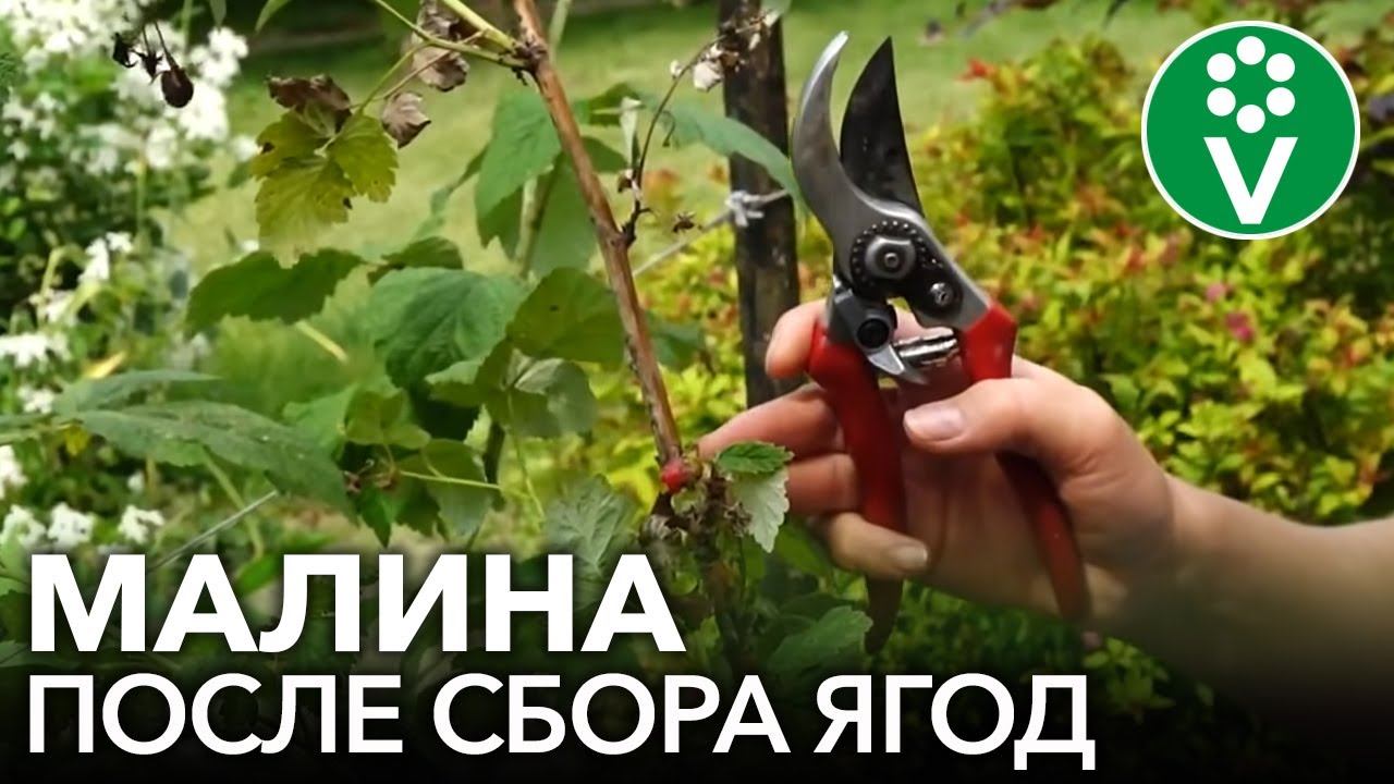 МАЛИНА ПОСЛЕ СБОРА УРОЖАЯ: сделайте это обязательно! смотреть онлайн