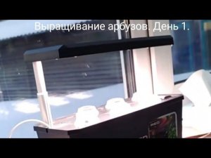 Эксперимент по выращиванию арбузов в домашних условиях в умном саду, RED RSG-01. День 1.