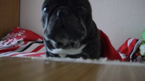 Старый  французский  бульдог  плачет- болеет …Old French Bulldog crying...