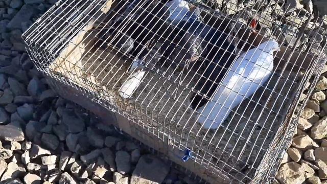 Агасиевские голуби на ярмарке в Ростове на Дону. Птичий рынок Аксай. смотреть онлайн