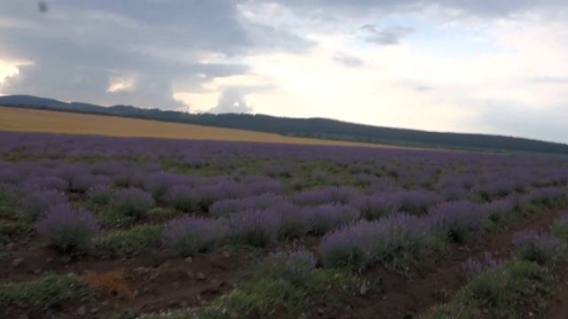 Лавандовые поля Болгария смотреть онлайн