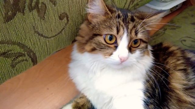 Седой хвост и расшатанные нервы😾