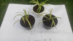 Панданус. Уход в домашних условиях