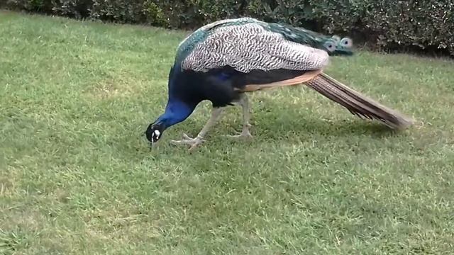 Прага. Вальдштейнский сад смотреть онлайн