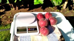 Персик Шугар Тайм .Какой он в 2022г. Обзор и дегустация.