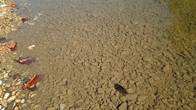 За песком на речку, а там благодать, пахнет осенним лесом! смотреть онлайн