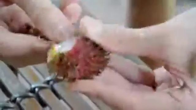 Как есть рамбутан смотреть онлайн