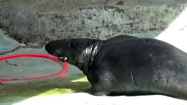 Калининградский зоопарк.Показательные кормления тюленей. смотреть онлайн