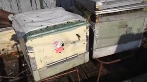 какой холстик лучше для пчел, с осени до весны