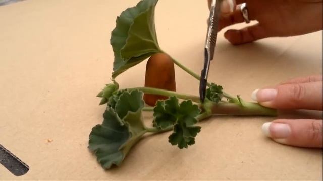How to take pelargonium(geranium) cuttings смотреть онлайн