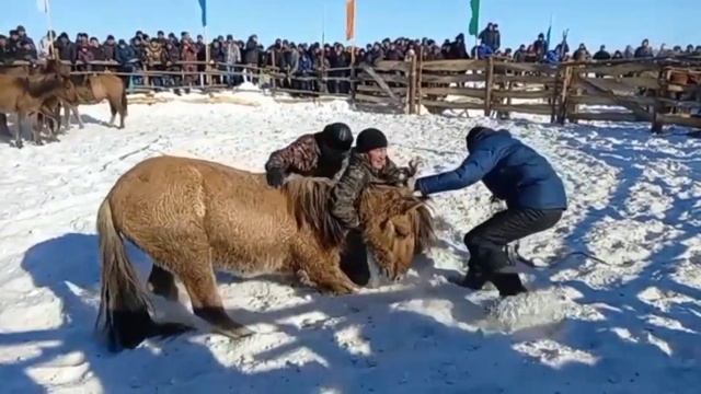Объездка диких башкирских лощадей!!! смотреть онлайн