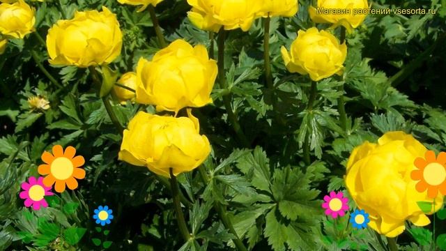 Купальница европейская Лемон суприм. Краткий обзор, описание trollius chinensis Lemon Supreme смотреть онлайн