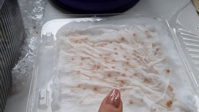 Сею руколлу и помидоры, огород на подоконнике. Первые всходы смотреть онлайн