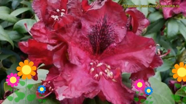 Рододендрон гибридный Мари Форте. Краткий обзор, описание характеристик Rhododendron Marie Forte