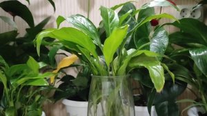 Спатифиллум в Воде, Результат Эксперимента