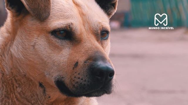 INCRÍVEL CACHORRO ATACA TIGRE смотреть онлайн