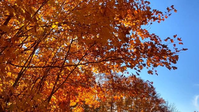 4K Autumn leaves in Quebec, soothing music for enjoyment, 3 Hour Video смотреть онлайн