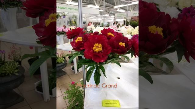 Выставка пионов 04-08.06.2019. Мои фавориты смотреть онлайн
