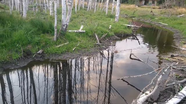 Бобры академические смотреть онлайн