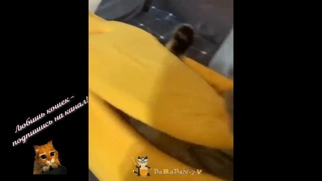 Веселые животные. Про кошек. смотреть онлайн