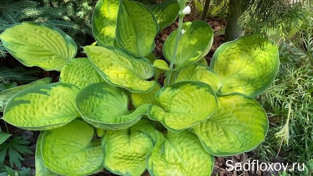 Очаровательная хоста с вафельными листьями, хоста Rainforest Sunrise (Рейнфорест Санрайз)